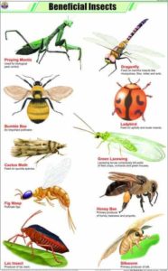 Beneficial Insects