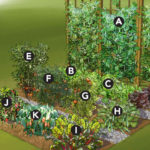 Vegetable garden layout