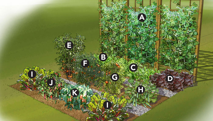 Vegetable garden layout