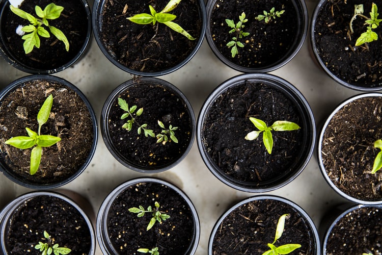 Garden seedlings