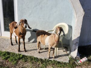 Living in the country with goats