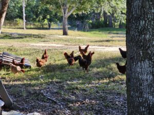 Living in the country with chickens