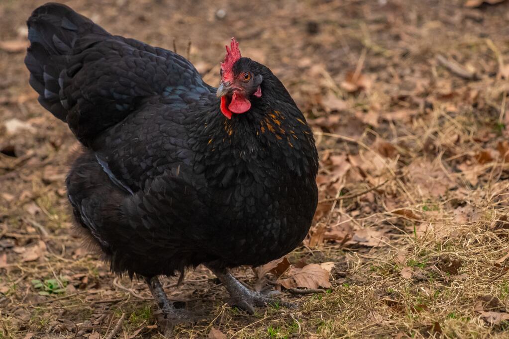 Breed Australorps Chicken