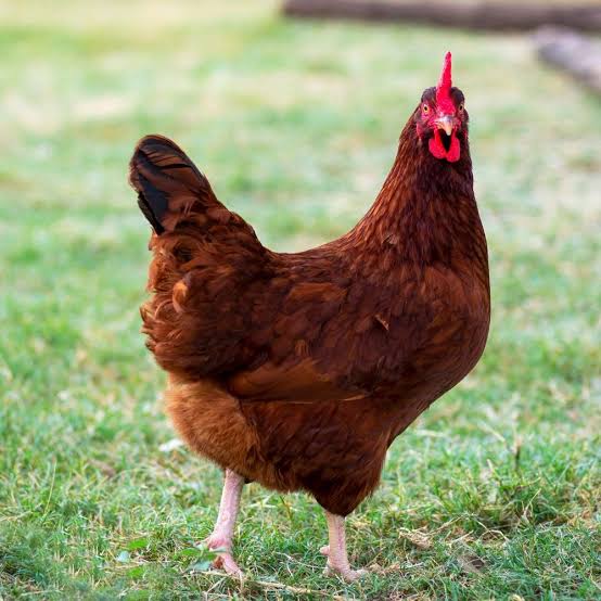 Breed Rhode Island Red