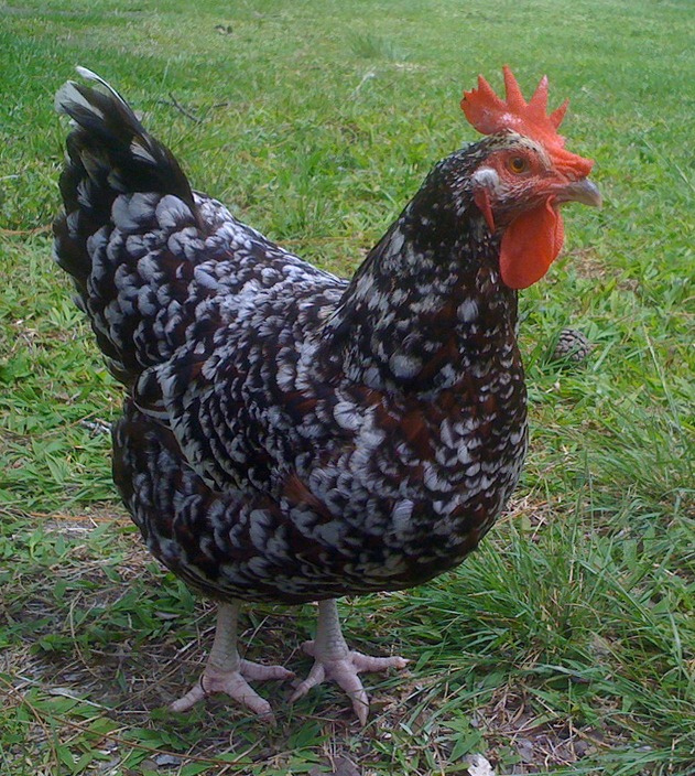 Breed Speckled Sussex Chicken