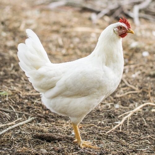 Breed White Leghorn laying Chicken