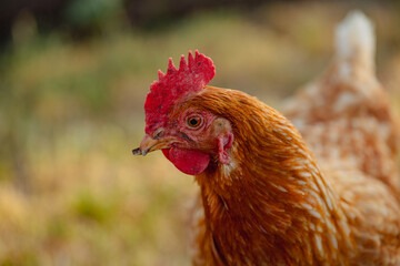 Chicken with crossbeak deficiency