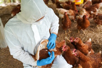 Chicken health mite inspection