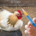 Chicken health vaccination