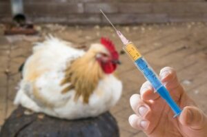 Chicken health vaccination