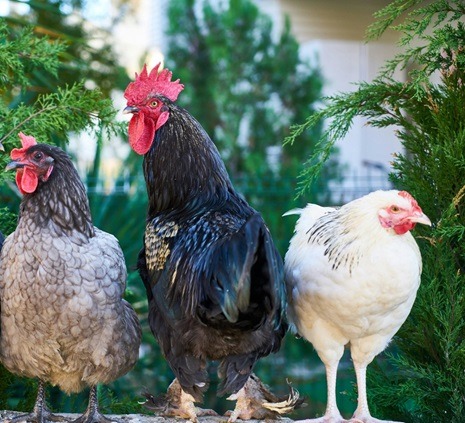 What to Feed Chickens: A Complete Reference for Beginners