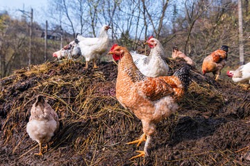 Chicken manure